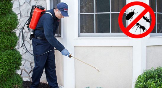 Çay Hamam Böceği İlaçlama böcek ilaçlama ve haşere kontrolü — ilaclama-tr.com